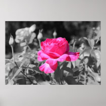 Rose Black & White Print