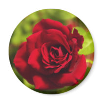 Rose Blessings_edited-1 For Printing magnets by Daylily_Dreams_Photo Rose Blessings_edited-1 For Printing magnets