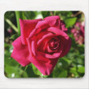 Rose Bloom mousepads