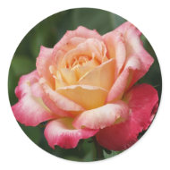 Rose Bloom Sticker sticker