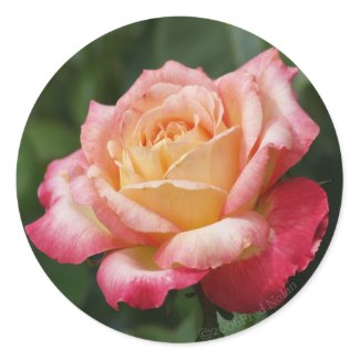 Rose Bloom Sticker sticker