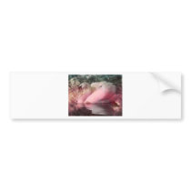ROSE BLUSH BUMPER STICKERS