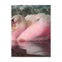 ROSE BLUSH POSTCARD