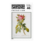 Rose Botanical Print - 'Rosa Bifera' by  Redoute Postage