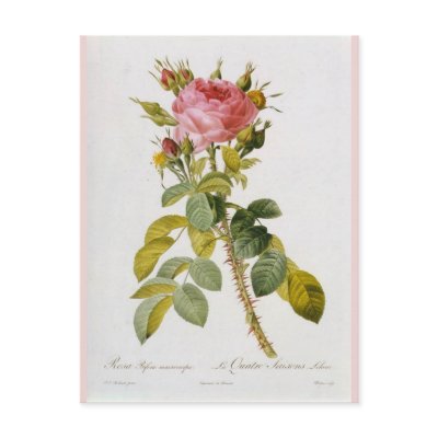 Rose Botanical Print - 'Rosa Bifera' by  Redoute Post Card by botanicalblooms