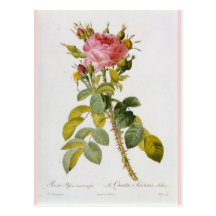 Rose Botanical Print - 'Rosa Bifera' by  Redoute Post Card
