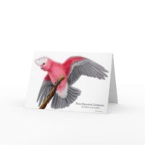 Rose Breasted Cockatoo Greeting Card by twopurringcats Rose Breasted Cockatoo Greeting Card