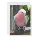 Rose Breasted Cockatoo photograph design Personalized Invitation