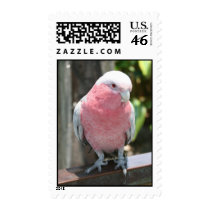 Rose Breasted Cockatoo photograph design Postage