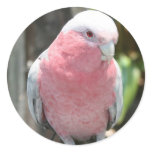 Rose Breasted Cockatoo photograph design Stickers