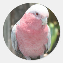 Rose Breasted Cockatoo photograph design Stickers