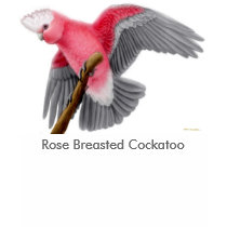 Rose Breasted Cockatoo Scoop Neck Tee t-shirts by twopurringcats Rose Breasted Cockatoo Scoop Neck Tee t-shirts