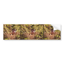 Rose-Breasted Grosbeak Bumper Sticker