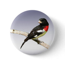 Rose-breasted Grosbeak Buttons