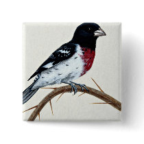 Rose-breasted grosbeak button