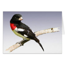 Rose-breasted Grosbeak Card