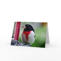 Rose- breasted Grosbeak Card