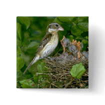 Rose-breasted Grosbeak (female) with young Pinback Buttons