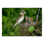 Rose-breasted Grosbeak (female) with young Card