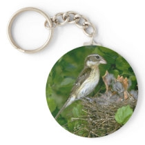 Rose-breasted Grosbeak (female) with young Key Chain