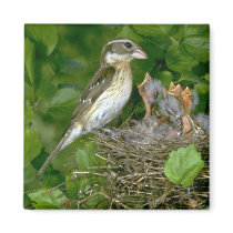 Rose-breasted Grosbeak (female) with young Refrigerator Magnet
