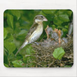 Rose-breasted Grosbeak (female) with young mousepads