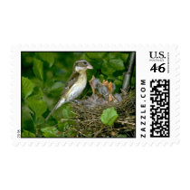 Rose-breasted Grosbeak (female) with young Stamps
