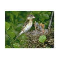 Rose-breasted Grosbeak (female) with young Post Card