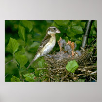 Rose-breasted Grosbeak (female) with young Print