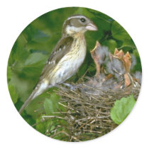 Rose-breasted Grosbeak (female) with young Round Sticker