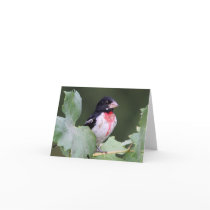 Rose-Breasted Grosbeak - Joe Sweeney - card