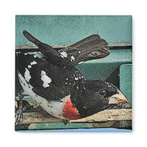 Rose-Breasted Grosbeak Magnet