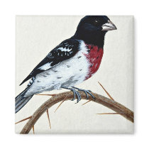 Rose-breasted grosbeak refrigerator magnet