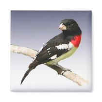 Rose-breasted Grosbeak Refrigerator Magnets