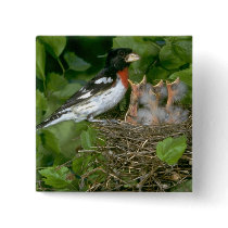 Rose-breasted Grosbeak (male) with young Pinback Button