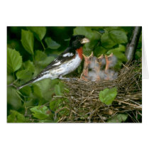 Rose-breasted Grosbeak (male) with young Card