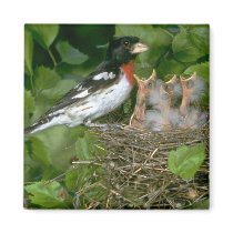Rose-breasted Grosbeak (male) with young Fridge Magnets