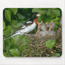 Rose-breasted Grosbeak (male) with young Mouse Pads