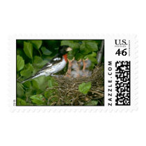 Rose-breasted Grosbeak (male) with young Stamps