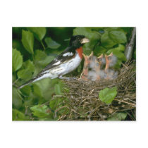 Rose-breasted Grosbeak (male) with young Post Card