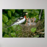 Rose-breasted Grosbeak (male) with young posters
