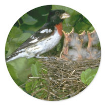 Rose-breasted Grosbeak (male) with young Sticker