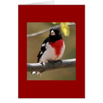 Rose-breasted Grosbeak Note Card