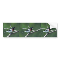 Rose-breasted grosbeak on branch bumper stickers