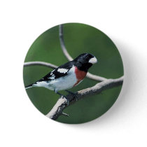 Rose-breasted grosbeak on branch pinback buttons
