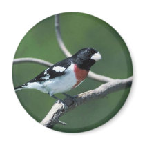 Rose-breasted grosbeak on branch fridge magnets