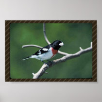 Rose-breasted grosbeak on branch print