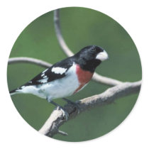 Rose-breasted grosbeak on branch round sticker