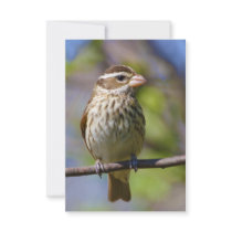 Rose Breasted Grosbeak Pheucticus Ludovicianus Invite