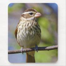 Rose Breasted Grosbeak Pheucticus Ludovicianus Mousepad